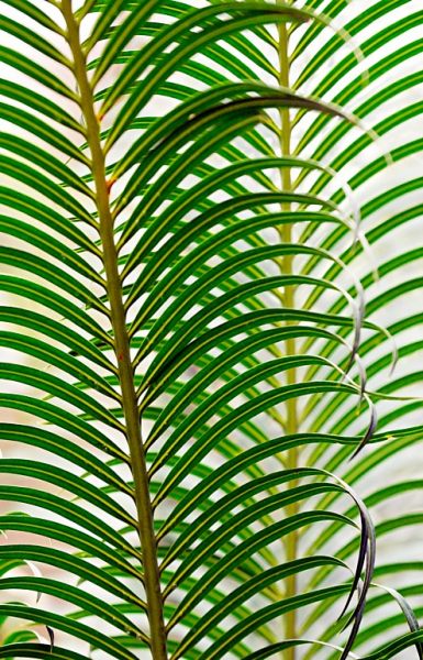 Symphony in green (3 of 5-image set 50x145cm)